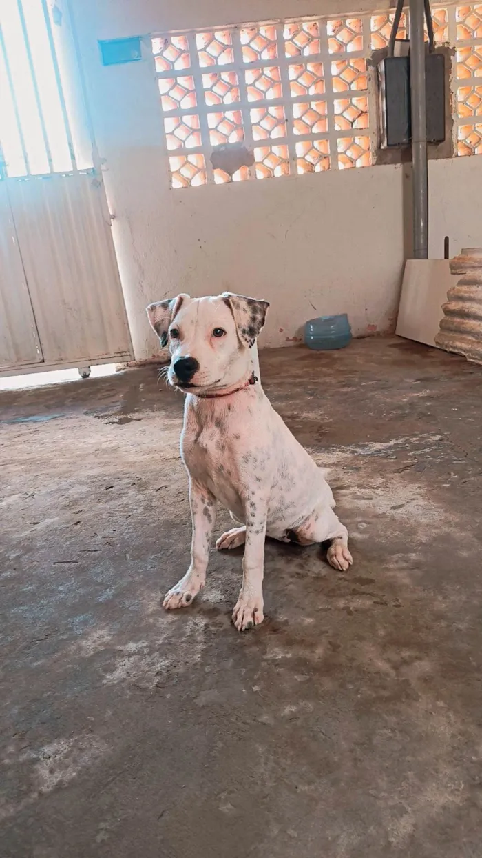 Cachorro ra a Pit-Bull idade 2 a 6 meses nome Mel 