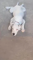 Mel
