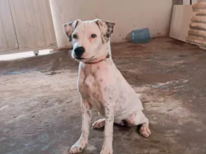 Cachorro raça Pit-Bull idade 2 a 6 meses nome Mel 