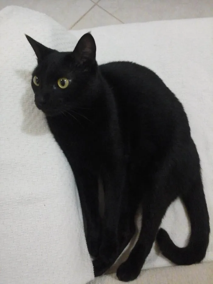Gato ra a SRD-ViraLata idade 6 ou mais anos nome Ozzy
