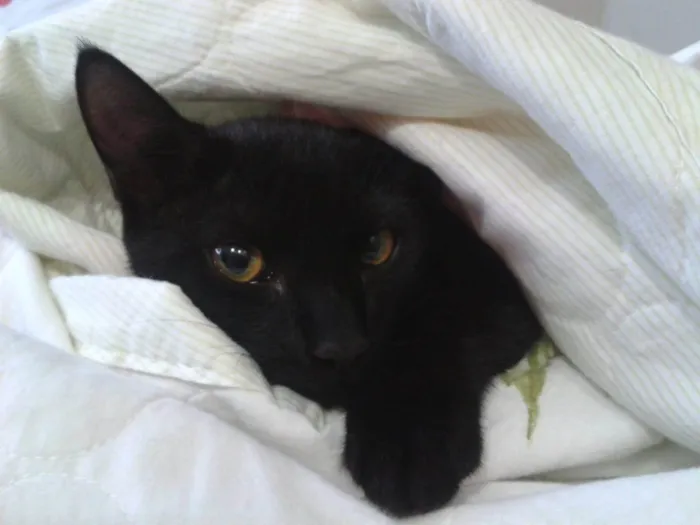 Gato ra a SRD-ViraLata idade 6 ou mais anos nome Ozzy