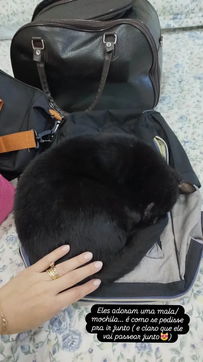 Gato ra a SRD-ViraLata idade 6 ou mais anos nome Ozzy