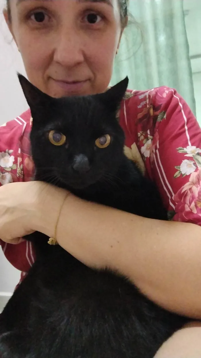 Gato ra a SRD-ViraLata idade 6 ou mais anos nome Ozzy