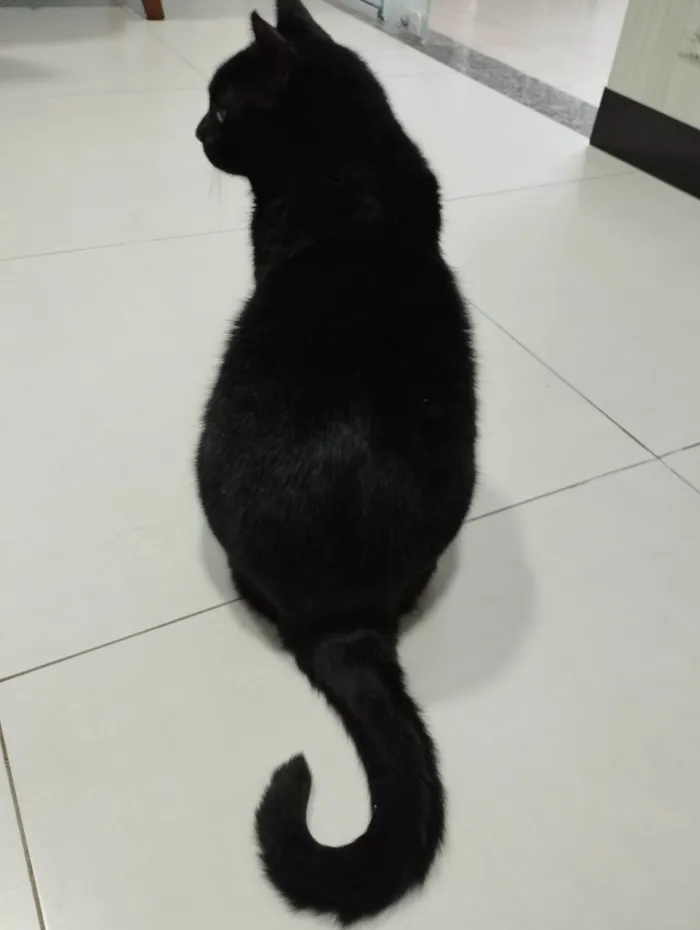 Gato ra a SRD-ViraLata idade 6 ou mais anos nome Ozzy