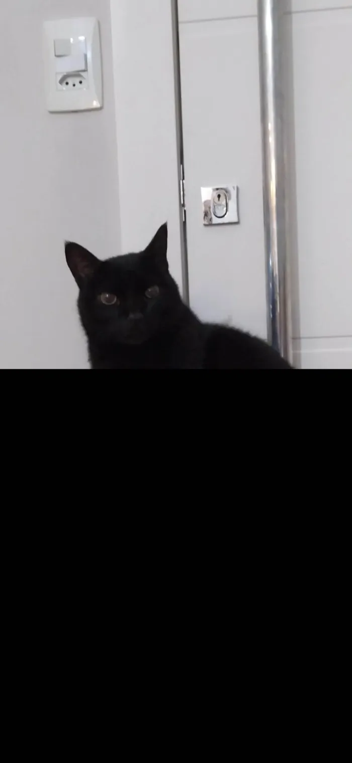 Gato ra a SRD-ViraLata idade 6 ou mais anos nome Ozzy