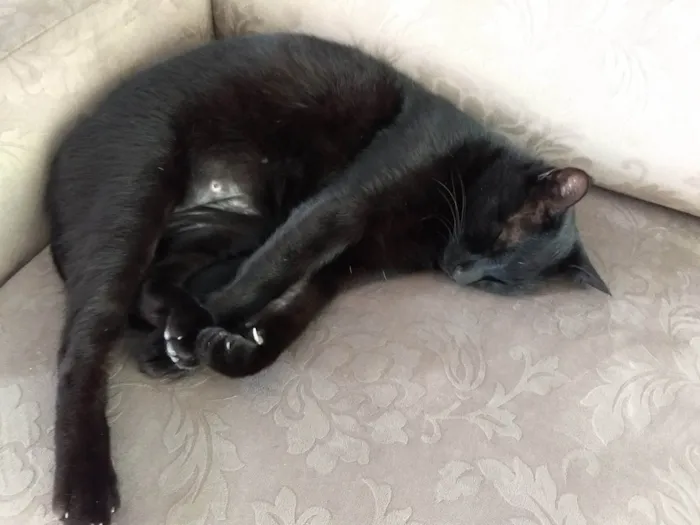 Gato ra a SRD-ViraLata idade 6 ou mais anos nome Ozzy