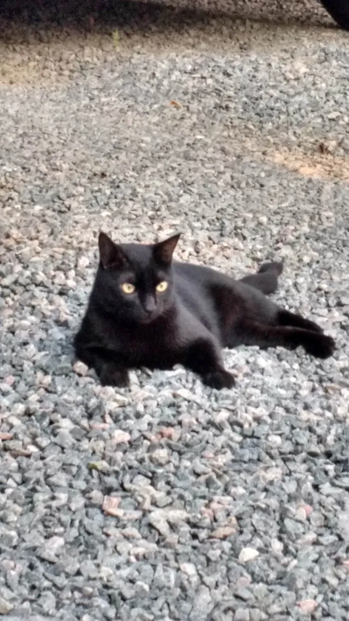 Gato ra a SRD-ViraLata idade 6 ou mais anos nome Ozzy