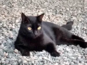 Gato raça SRD-ViraLata idade 6 ou mais anos nome Ozzy