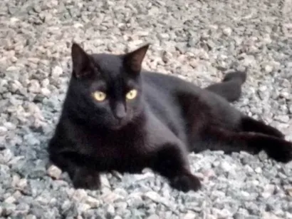 Gato raça SRD-ViraLata idade 6 ou mais anos nome Ozzy