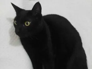 Gato raça SRD-ViraLata idade 6 ou mais anos nome Ozzy