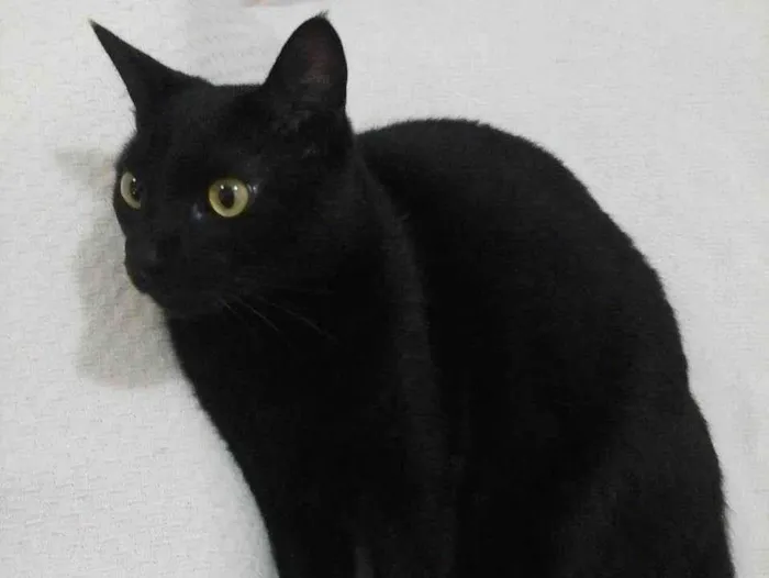 Gato ra a SRD-ViraLata idade 6 ou mais anos nome Ozzy