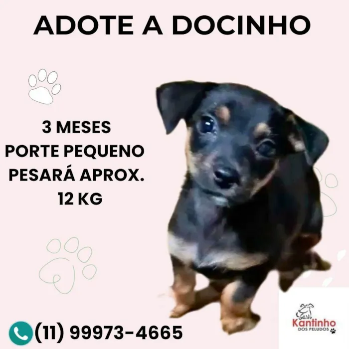 Cachorro ra a SRD-ViraLata idade 2 a 6 meses nome Docinho
