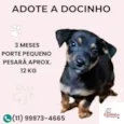 Docinho
