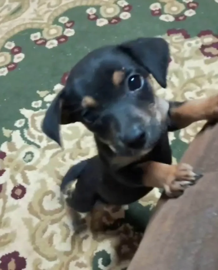 Cachorro ra a SRD-ViraLata idade 2 a 6 meses nome Docinho