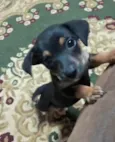 Docinho