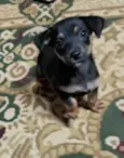 Docinho