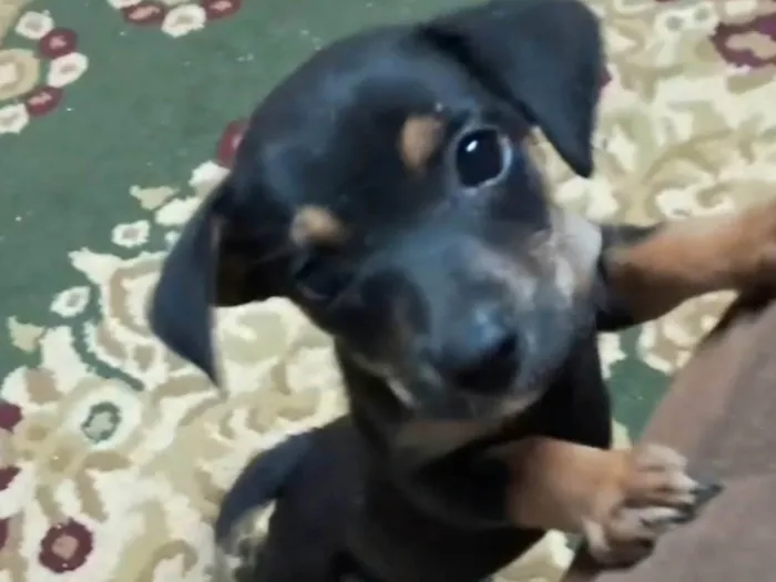 Cachorro ra a SRD-ViraLata idade 2 a 6 meses nome Docinho