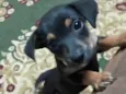 Docinho