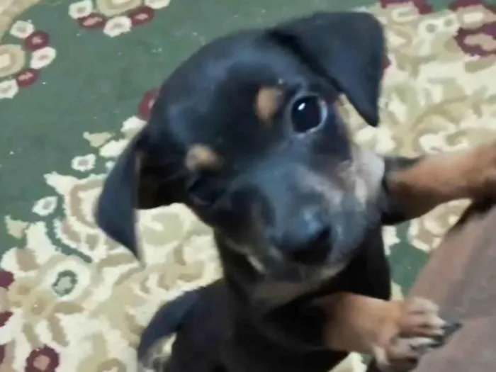 Cachorro ra a SRD-ViraLata idade 2 a 6 meses nome Docinho