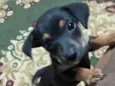 Docinho