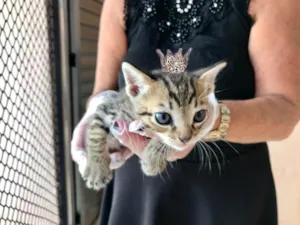 Gato raça SRD-ViraLata idade Abaixo de 2 meses nome Ronron bb45dias 