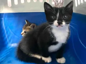 Gato raça SRD-ViraLata idade Abaixo de 2 meses nome Kitty bb45dias uma bolinha !!