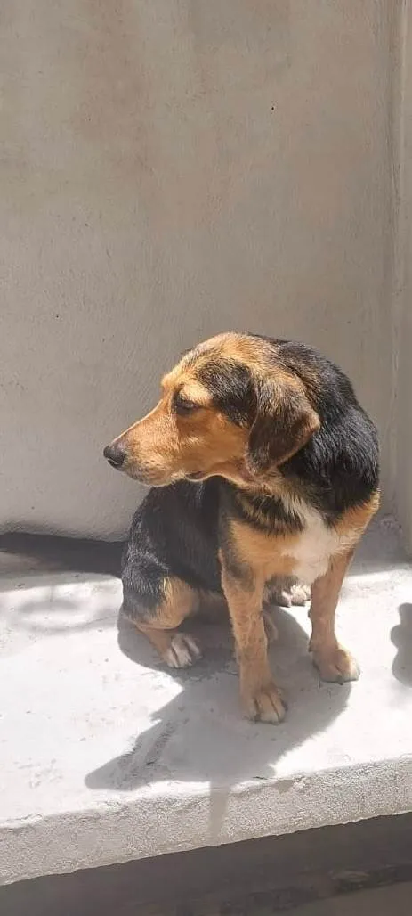 Cachorro ra a SRD-ViraLata idade 4 anos nome Alfredo