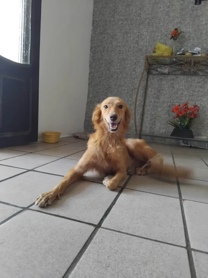 Cachorro ra a SRD-ViraLata idade 7 a 11 meses nome Fofa
