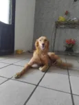 Fofa