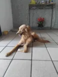Fofa