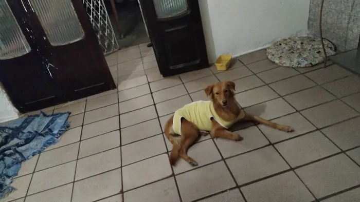Cachorro ra a SRD-ViraLata idade 7 a 11 meses nome Fofa