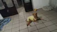 Fofa