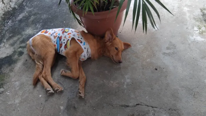 Cachorro ra a SRD-ViraLata idade 7 a 11 meses nome Fofa
