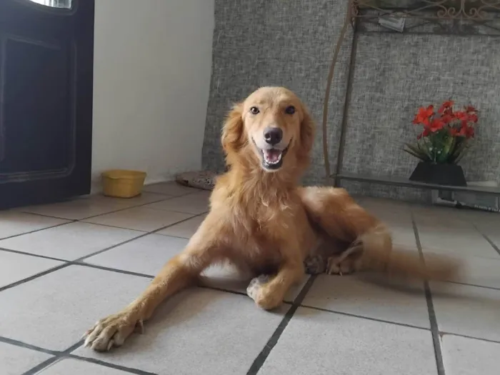 Cachorro ra a SRD-ViraLata idade 7 a 11 meses nome Fofa