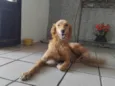 Fofa