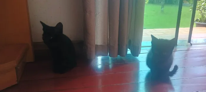 Gato ra a SRD-ViraLata idade 2 a 6 meses nome filhotes sem nome