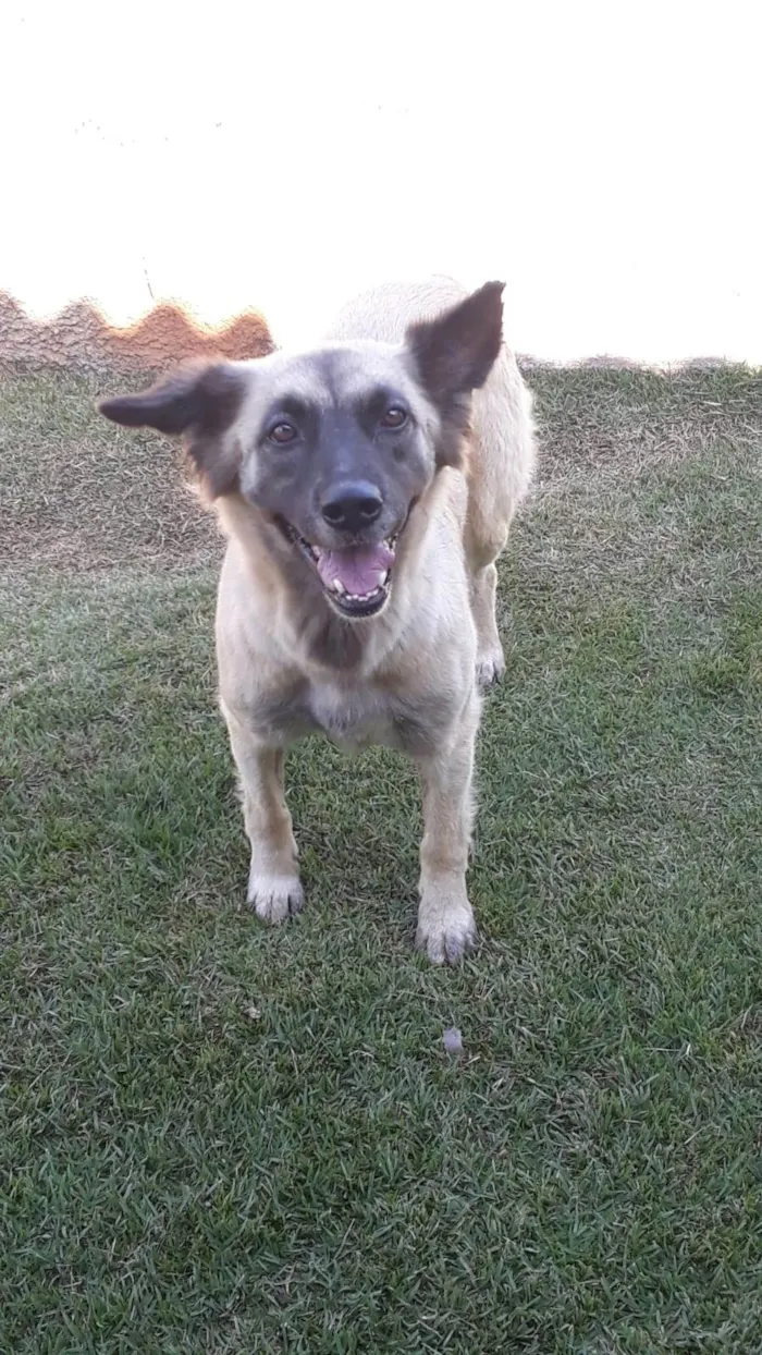 Cachorro ra a Pastora de malinoa  idade 5 anos nome Lindinha