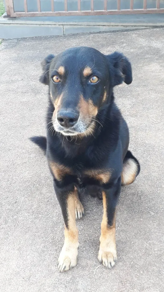 Cachorro ra a Vira lata idade 6 ou mais anos nome Picolé 
