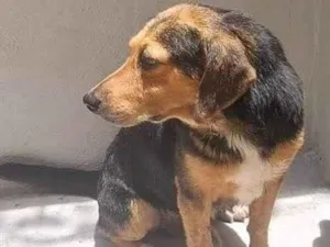 Cachorro raça SRD-ViraLata idade 4 anos nome Alfredo