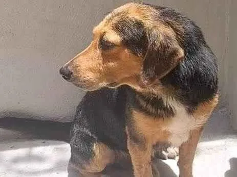 Cachorro ra a SRD-ViraLata idade 4 anos nome Alfredo