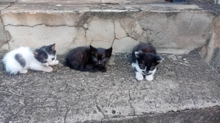 Gato ra a SRD-ViraLata idade Abaixo de 2 meses nome Edilson Pereira Pinto