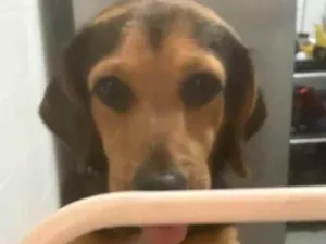 Cachorro raça SRD-ViraLata idade 4 anos nome Alfredo