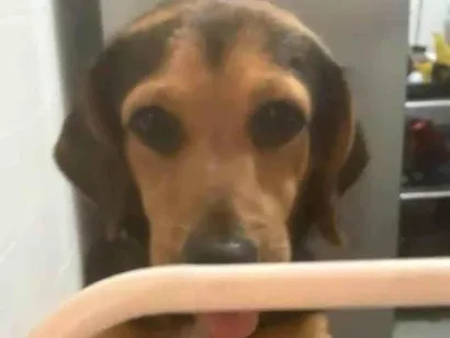 Cachorro raça SRD-ViraLata idade 4 anos nome Alfredo