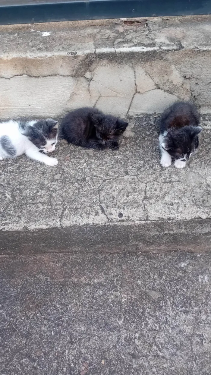 Gato ra a SRD-ViraLata idade Abaixo de 2 meses nome Edilson Pereira Pinto