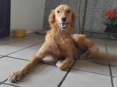 Cachorro raça SRD-ViraLata idade 7 a 11 meses nome Fofa