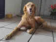 Fofa