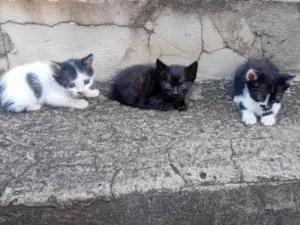 Gato raça SRD-ViraLata idade Abaixo de 2 meses nome Edilson Pereira Pinto
