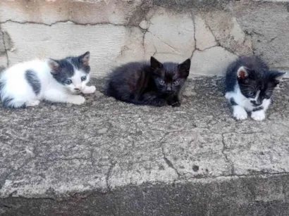 Gato raça SRD-ViraLata idade Abaixo de 2 meses nome Edilson Pereira Pinto