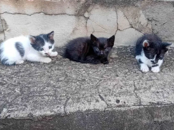Gato ra a SRD-ViraLata idade Abaixo de 2 meses nome Edilson Pereira Pinto