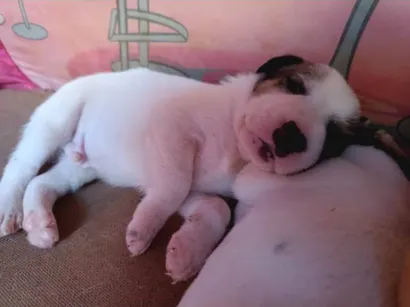 Cachorro raça SRD-ViraLata idade Abaixo de 2 meses nome A escolha do dono 